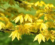 Acer campestre 'Postelense' jeune feuilles