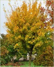 Acer campestre var. tauricum  habitus herfstkleuren