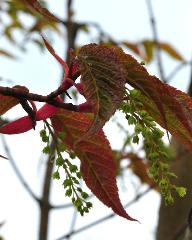 Acer davidii 'Rosalie' spring foliage