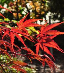 Acer palmatum 'Chitose Yama' roodkleuring blad vnn