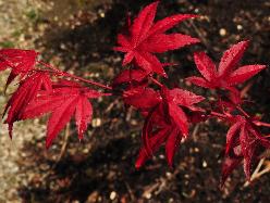 Acer palmatum 'Glowing Embers' beautiful red leaves , érable du Japon