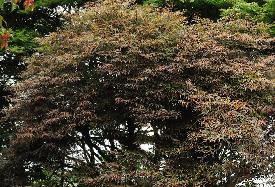Acer palmatum 'Julian' habitus , érable du Japon 