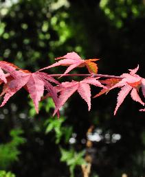 Acer palmatum 'Masu Kagami' closeup leaves, érable du Japon, feuillage