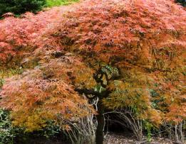 Acer palmatum 'Ornatum' - Erable du Japon -habitus 