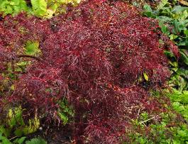 Acer palmatum 'Red Filigree Lace'  Erable du Japon , feuillage laciniée