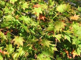 Acer palmatum reticulatum