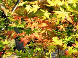 Acer palmatum 'Summer Gold' Erable du Japon