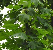 Acer pseudoplatanus -Erable commun