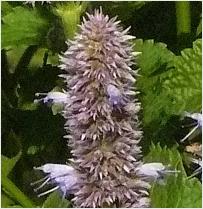 agastache urticifolia 2