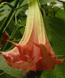 Brugmansia 'Rosatraum'