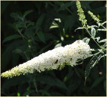 Buddleja davidii Franch. 'White Spread' flower