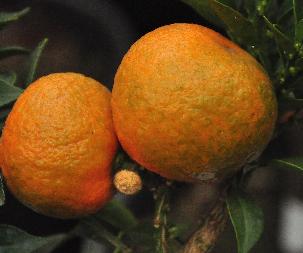Citrus myrtifolia closeup fruit