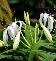 Crinum latifolium Lvar zeylanicumTropisch Azie VNN