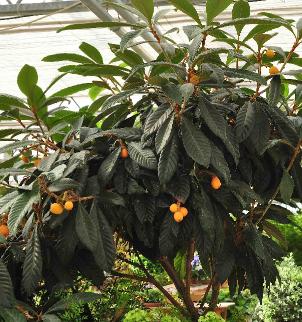Eriobotrya japonica , neflier du japon, japanse wolmispel