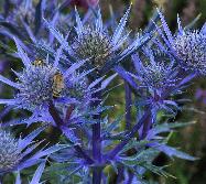 EryngiumbourgatiiPicosAmethystcloseupbijenplantdiepblauwekleurvnn