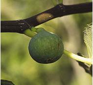 Ficus carica 'Texas Everbearing'
