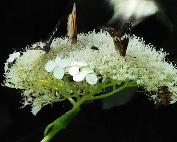Hydrangea arborescens ssp radiata vlinderplant bijenplant