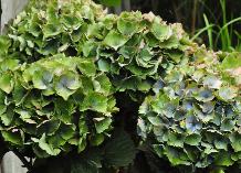 HydrangeamacrophyllaXianherfstverkleuringbloemblauwgroenvn
