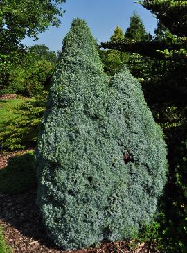 Picea glauca 'Arneson's Blue Variegated 'habitus leen