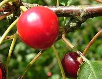 Prunusaviumzoetekers