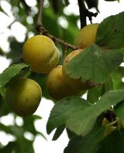 Prunus domestica 'Reine Claude Oullins' Prunier domestique VN