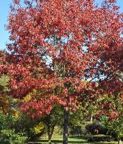 Quercusrubra1habitus