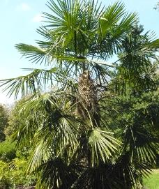 Trachycarpus fortunei arboretum Het Leen